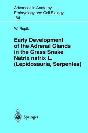 Early Development of the Adrenal Glands in the Grass Snake Natrix natrix L. (Lepidosauria, Serpentes) de W. Rupik