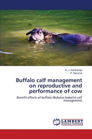 Buffalo calf management on reproductive and performance of cow de Kantharaja K. J.