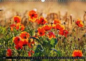 Mohn-Träume auf dem Land (Wandkalender immerwährend DIN A3 quer) de Lutz Klapp