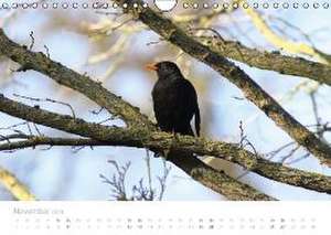 Warum in die Ferne schweifen... Wildpflanzen und Wildtiere vor unserer Haustüre (Wandkalender 2016 DIN A4 quer) de Beate Mainz