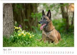 Malinois - Partner auf vier Pfoten (Wandkalender 2024 DIN A2 quer), CALVENDO Monatskalender de Martina Wrede - Wredefotografie