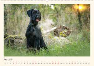 Riesenschnauzer... charakterstarke Hunde (Wandkalender 2024 DIN A2 quer), CALVENDO Monatskalender de Martina Wrede - Wredefotografie