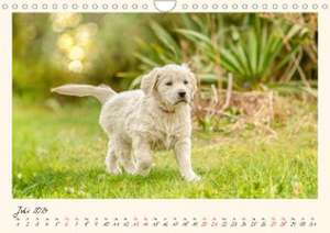 Golden Retriever... Herzenshunde (Wandkalender 2024 DIN A4 quer), CALVENDO Monatskalender de Martina Wrede - Wredefotografie