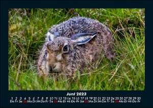 Tierkalender 2023 Fotokalender DIN A5 de Tobias Becker