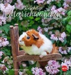 Kuschelige Meerschweinchen Postkartenkalender 2025 de Monika Wegler