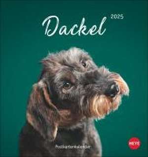 Dackel Postkartenkalender 2025 de Heye