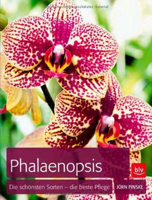 Phalaenopsis de Jörn Pinske