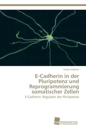 E-Cadherin in der Pluripotenz und Reprogrammierung somatischer Zellen de Torben Redmer