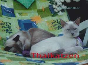 Thaikatzen de Eva Günther