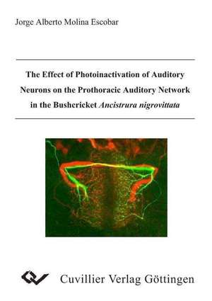 The Effect of Photoinactivation of Auditory Neurons on the Prothoracic Auditory Network in the Bushcricket Ancistrura nigrovittata de Molina Escobar