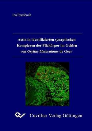 Actin in identifizierten synaptischen Komplexen der Pilzkörper im Gehirn von Gryllus bimaculatus de Geer de Ina Frambach