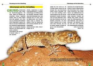 Der Große Raue Knopfschwanzgecko de Andreas Laube