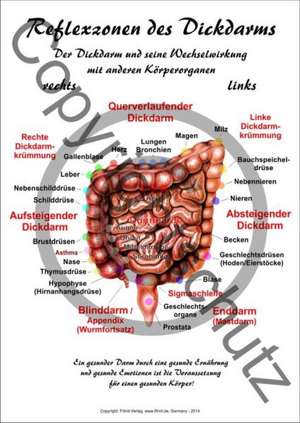 Reflexzonen des Darms A4