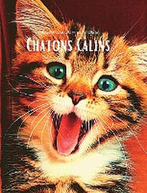 Regards curieux des Chatons Câlins de Hayden Clayderson