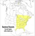 A Peterson Field Guide To Eastern Forests: North America