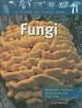 Fungi: Mushrooms, Toadstools, Molds, Yeasts, and Other Fungi