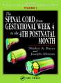 The Spinal Cord from Gestational Week 4 to the 4th Postnatal Month