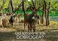 Did someone say Dobrogea? (Wall Calendar 2020 DIN A3 Landscape)