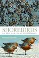 Shorebirds of the Northern Hemisphere