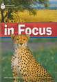 Cheetahs in Focus