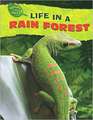 Life in a Rain Forest