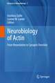 Neurobiology of Actin: From Neurulation to Synaptic Function