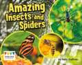 Raintree: Amazing Insects and Spiders