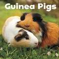 Guinea Pigs