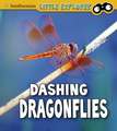 Dashing Dragonflies