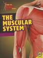 The Muscular System