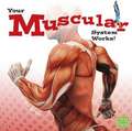 Your Muscular System Works!