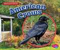 American Crows