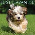 HAVANESE 2022 WALL CALENDAR