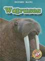 Walruses