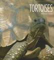 Tortoises