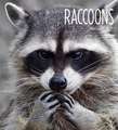 Raccoons