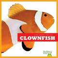 Clown Fish