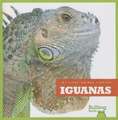 Iguanas