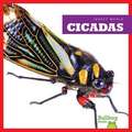 Cicadas