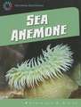 Sea Anemone