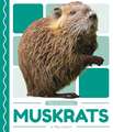 Muskrats