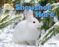 Snowshoe Hare