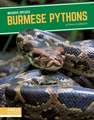 Burmese Pythons