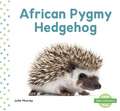 African Pygmy Hedgehog