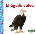 El guila calva (Bald Eagle)