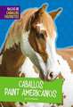 Caballos Paint Americanos