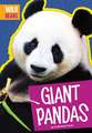 Giant Pandas