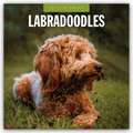 Labradoodles - Labradoodle 2025 - 16-Monatskalender