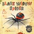 Black Widow Spider