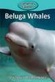 Beluga Whales